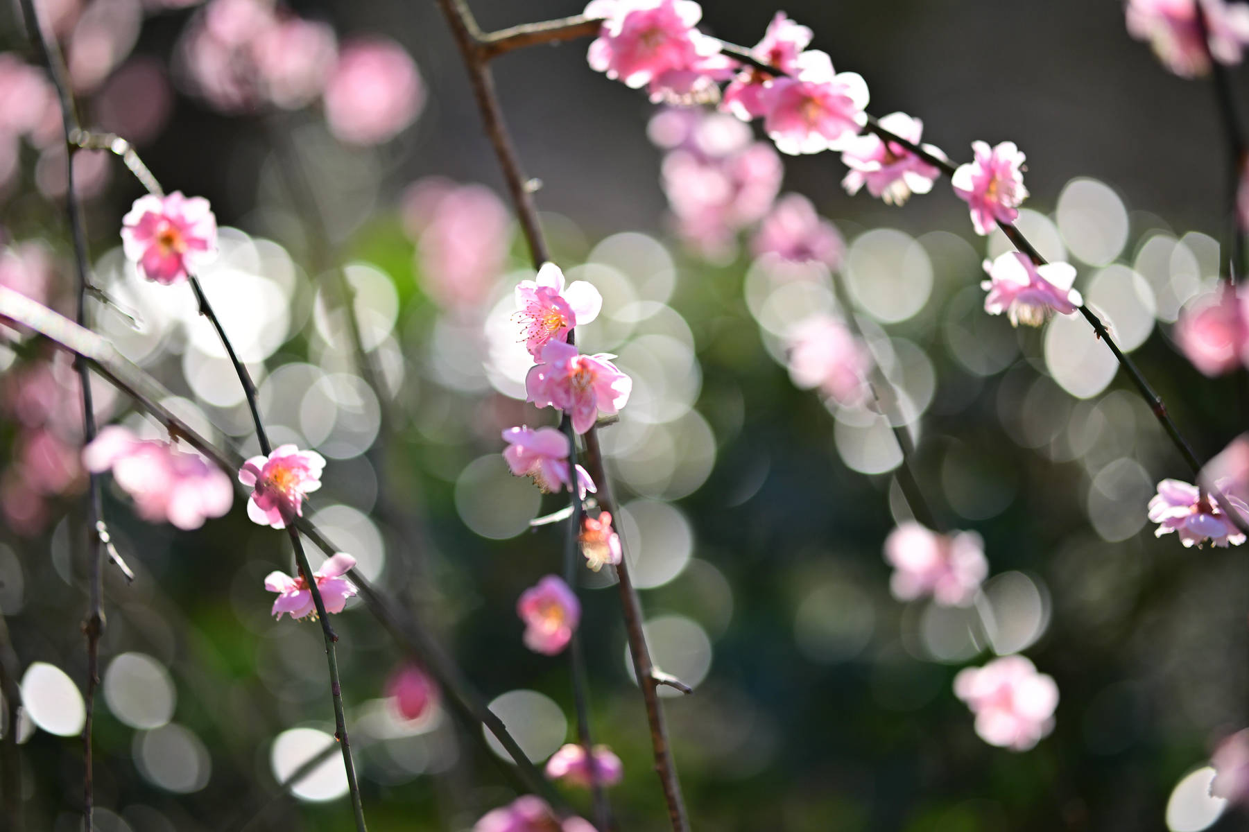 Sigma 56mm 1.4DC DN CANON F/RF ( C) Ø55