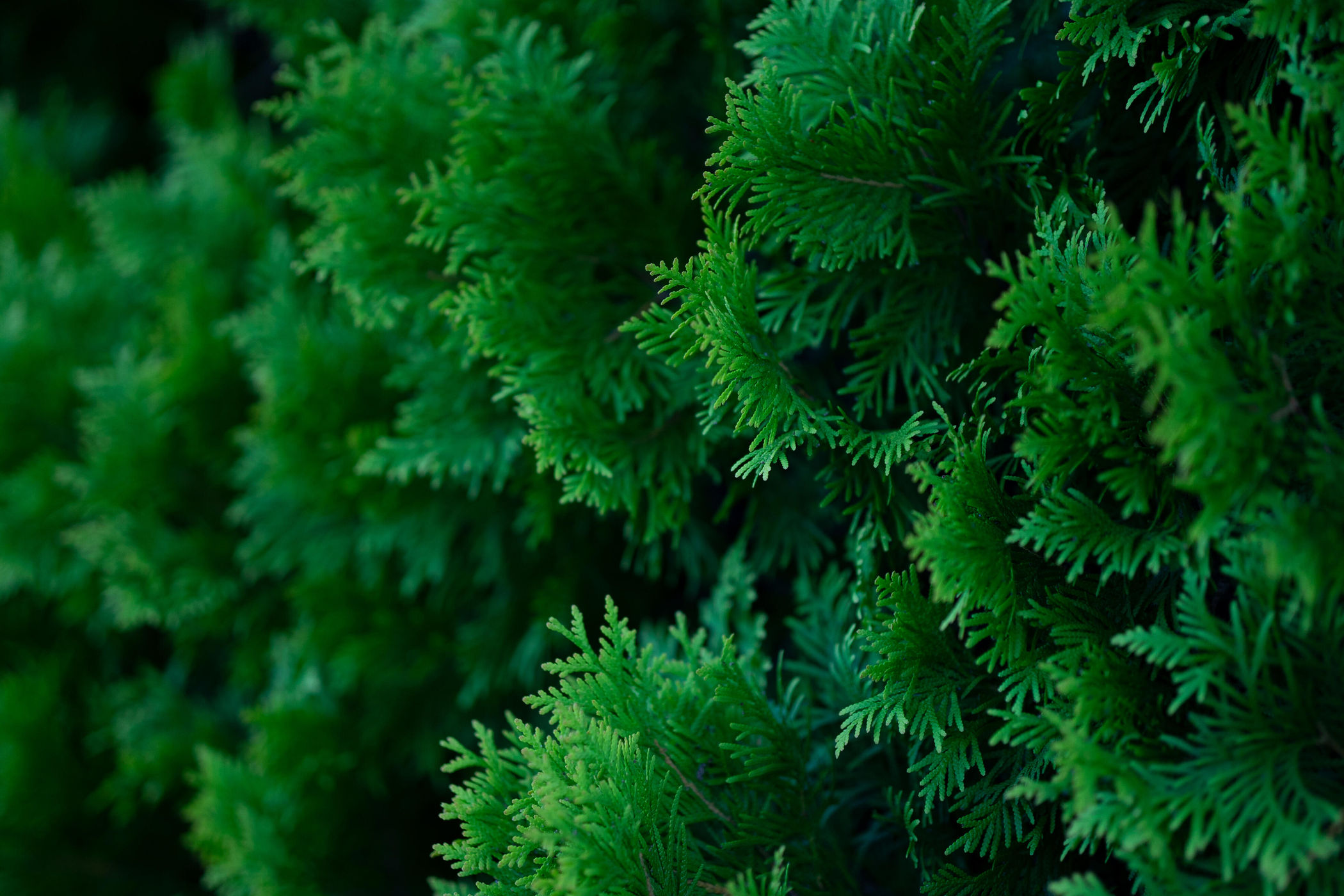 Sigma 56mm 1.4DC DN CANON F/RF ( C) Ø55