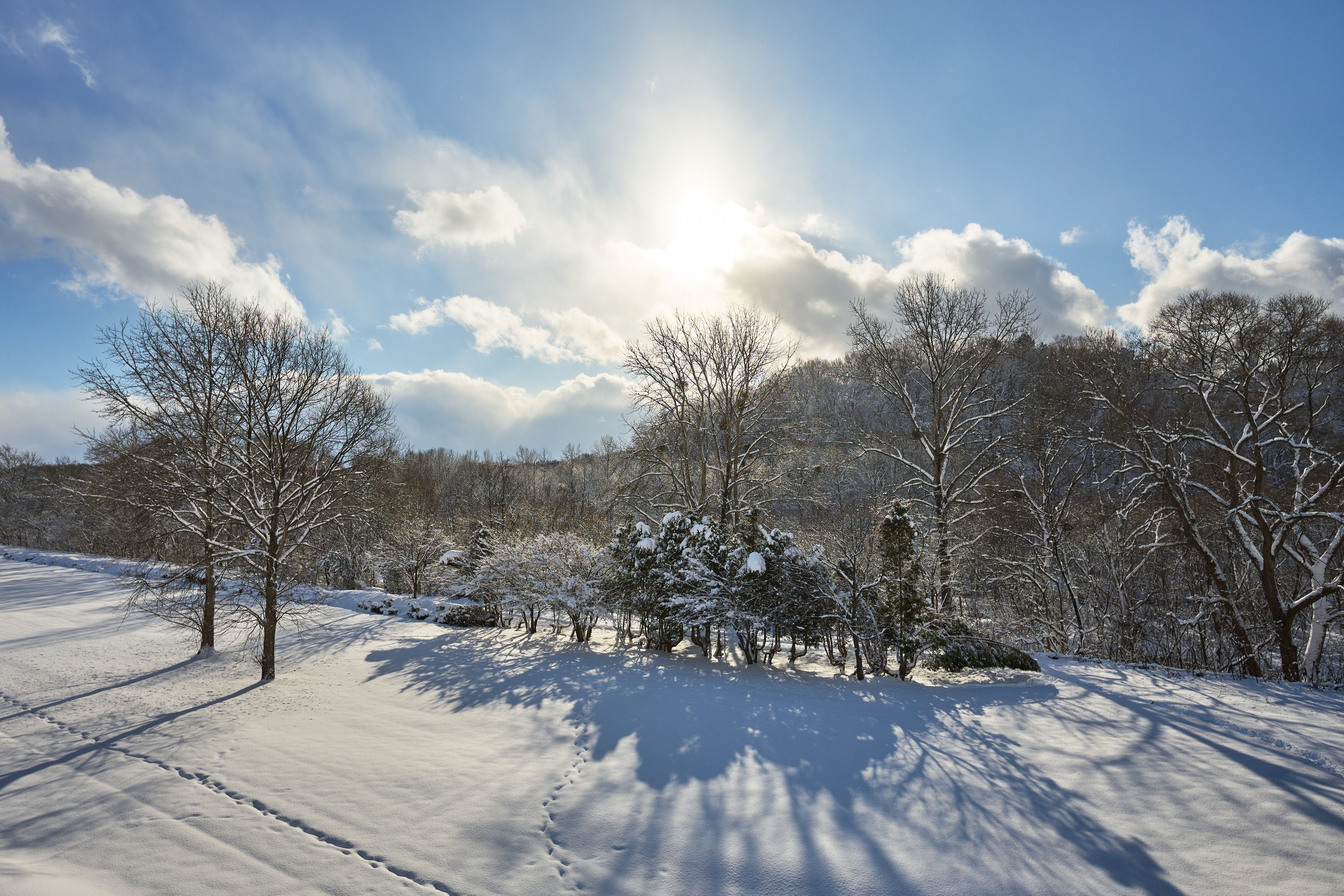 Sigma 15mm 1.4 DC X-Mount  ( C )